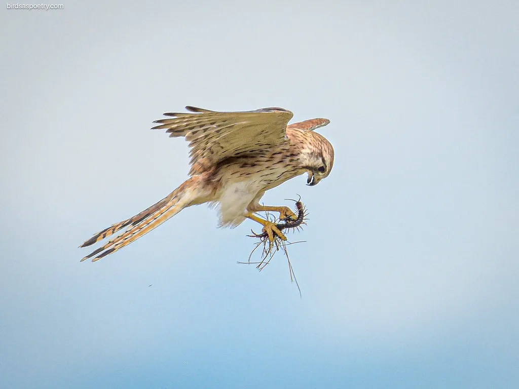Working the Roadside Buffet of Rodents and Insects (Image Credits: Flickr)