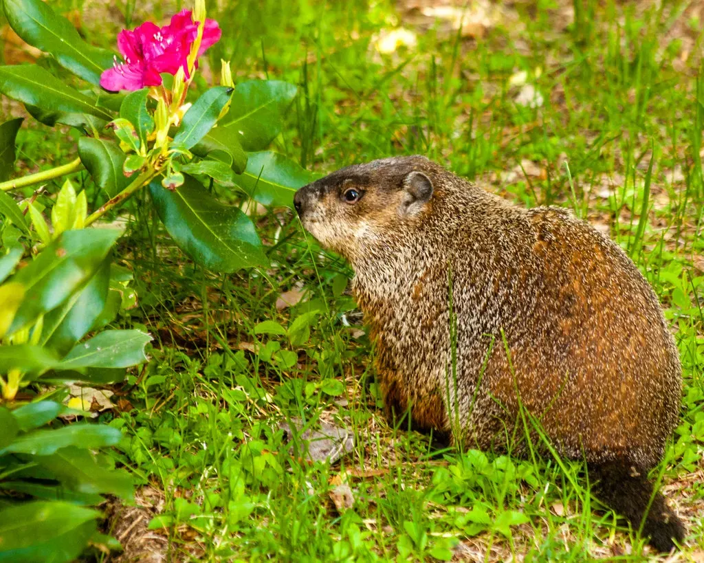 Protective Cover Like Tall Grass and Brush Piles (Image Credits: Flickr)