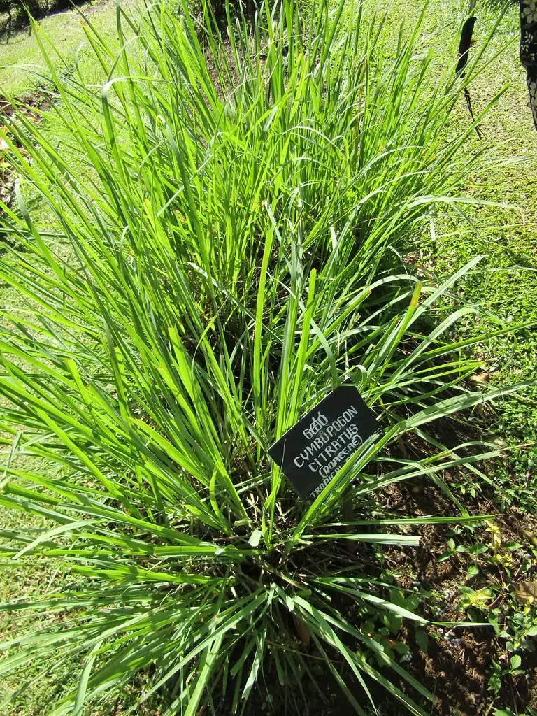 2. Citronella Grass: The Original Bug Buster (wallygrom, Flickr, CC BY-SA 2.0)