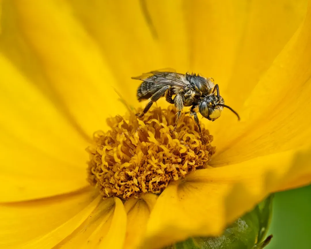 Pesticides, Climate Change, and Human Threats (Image Credits: Unsplash)