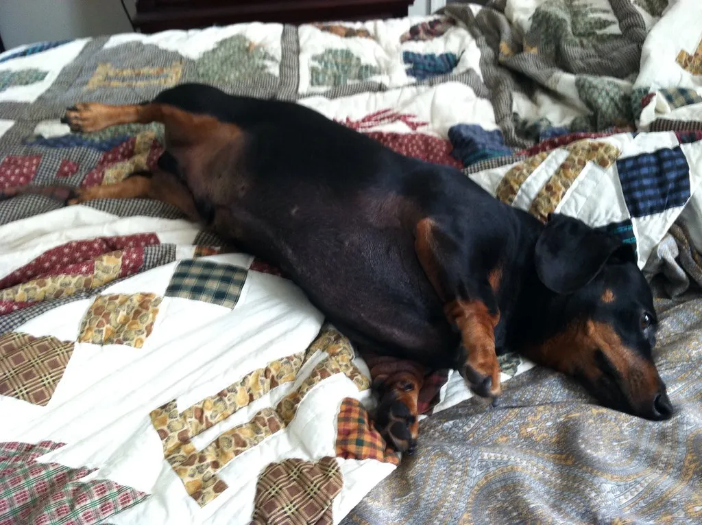 #12 - They Show You Their Belly (But Not Always for Rubs) (Tobyotter, Flickr, CC BY 2.0)