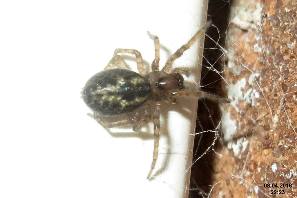 The Spider That Kills With Vomit Instead of Venom (Image Credits: Flickr)