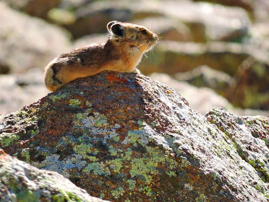 Cancer: The Nurturing Pika (Image Credits: Flickr)