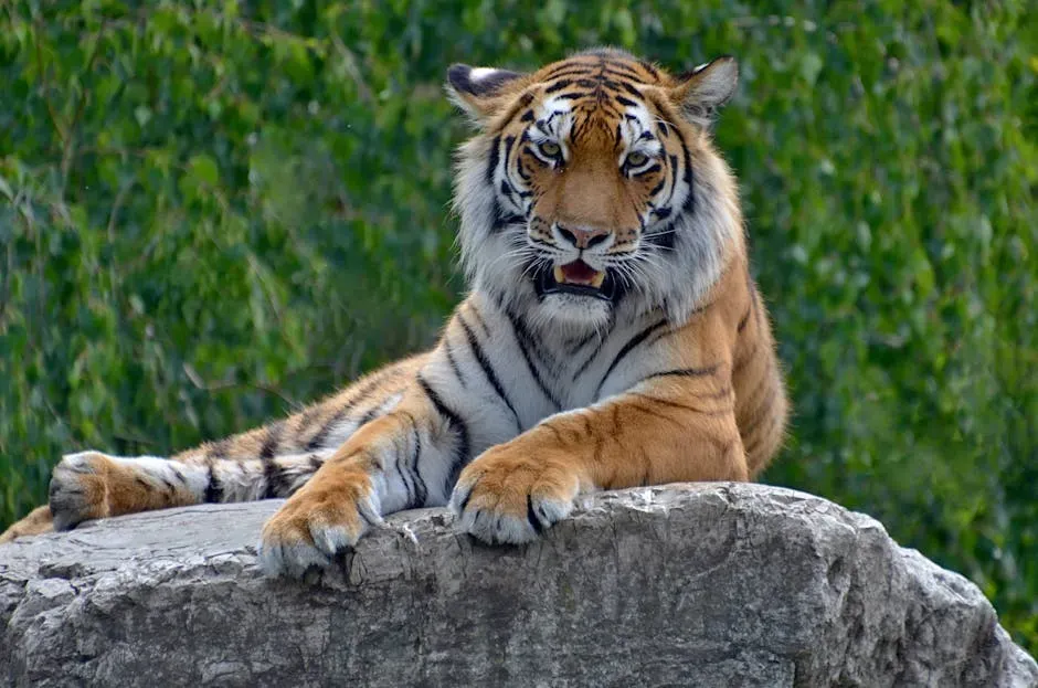 Conclusion: What Fearlessness Really Means in the Wild (Image Credits: Pexels)