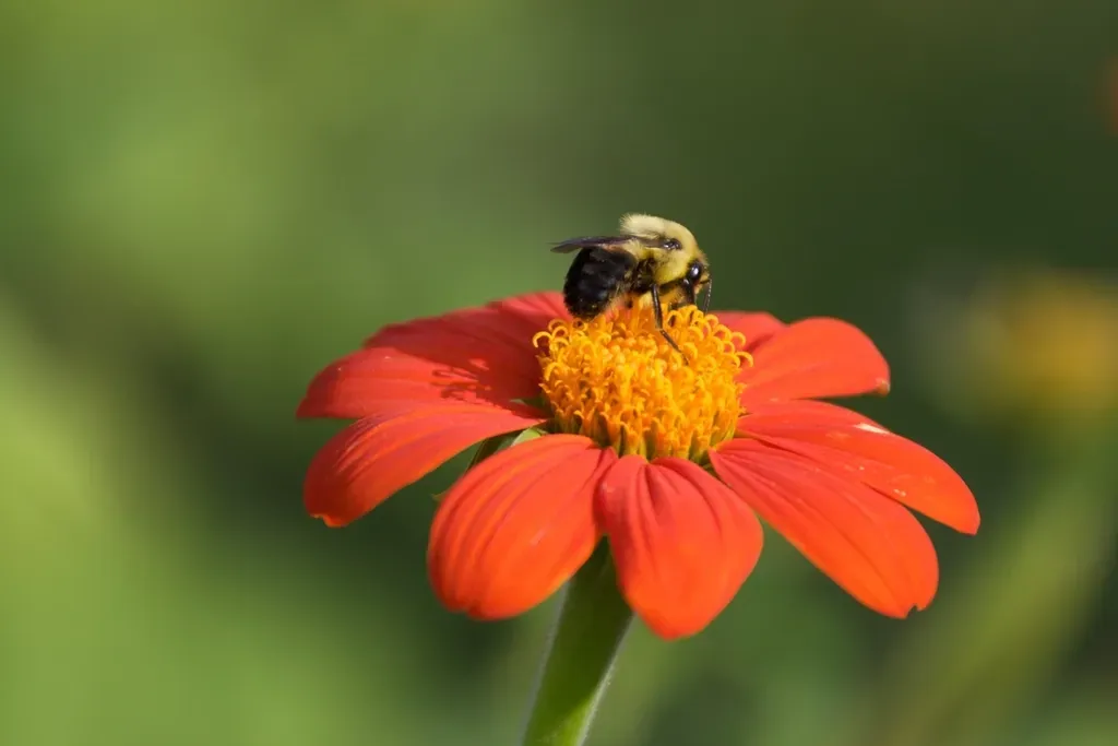 #5: Your Garden Can Become a Lifeline for Bee Populations (Image Credits: Rawpixel)