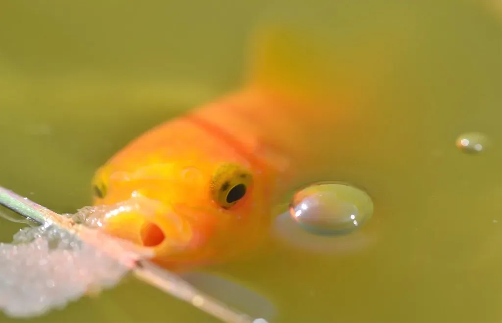 Understanding How Goldfish Adapt to Cold Temperatures (Image Credits: Flickr)