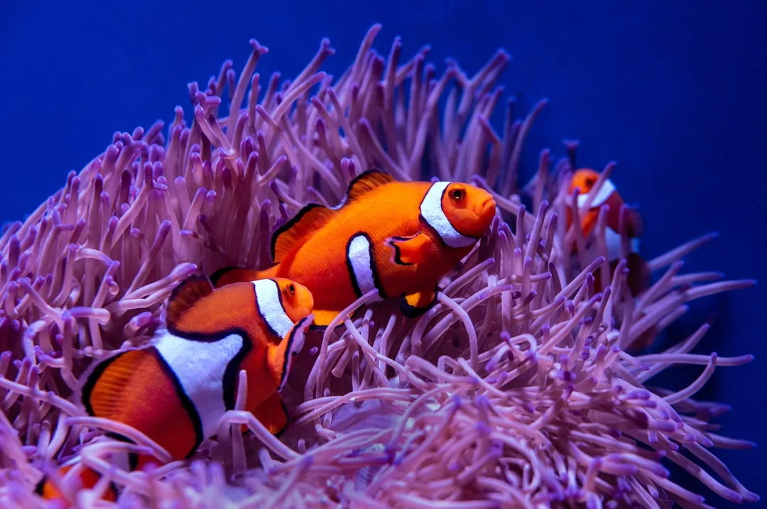 #2 Clownfish and Sea Anemones: Defense Deals on Coral Reefs (Image Credits: Unsplash)