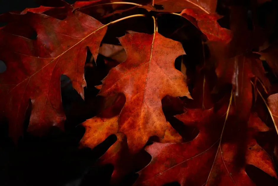 Northern Red Oak (Image Credits: Pexels)