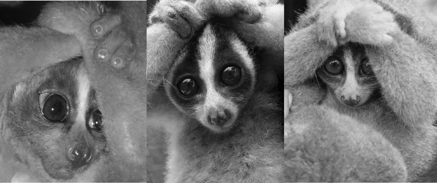 Slow Lorises Have Venom That Rots Flesh (Image Credits: Wikimedia)