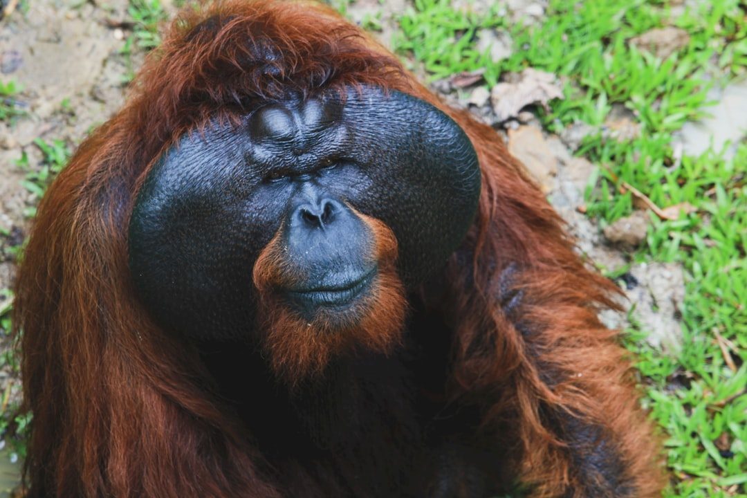 Aquarius: The Innovative Orangutan (Image Credits: Unsplash)