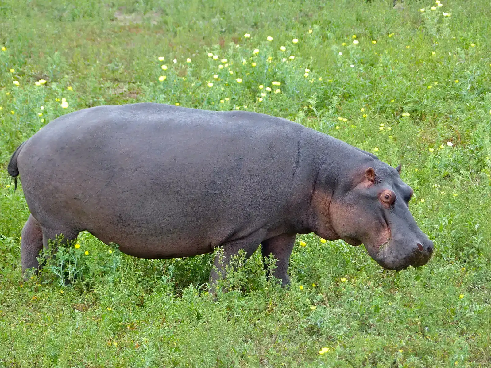 They Graze on Land at Night Like Giant Lawnmowers (Image Credits: Wikimedia)