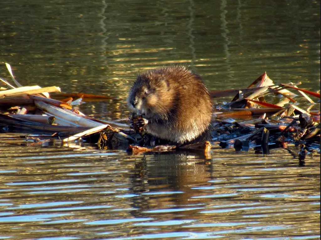 Taurus: The Steady Beaver (Image Credits: Flickr)
