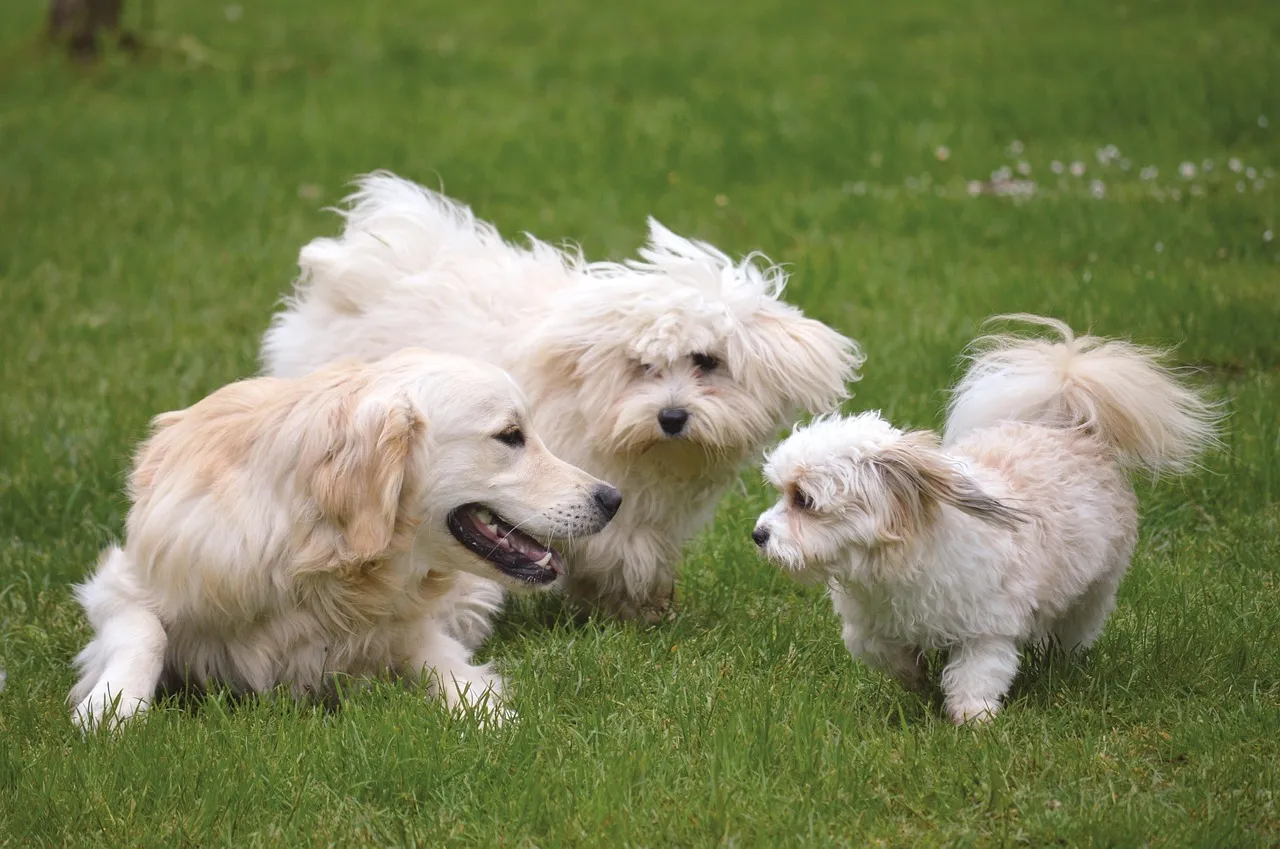 #10 - How They Interact With Other Dogs (Play, Panic, or Predatory?) (Image Credits: Pixabay)