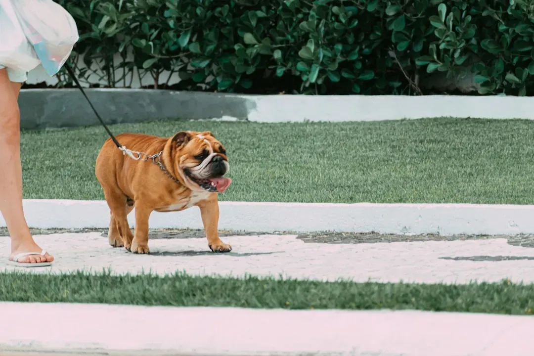 Bulldog: The Wrinkled Wonder That's Tougher Than It Looks (Image Credits: Unsplash)