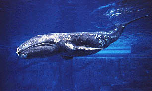 The Stranded Whales of New Zealand (Image Credits: Wikimedia)