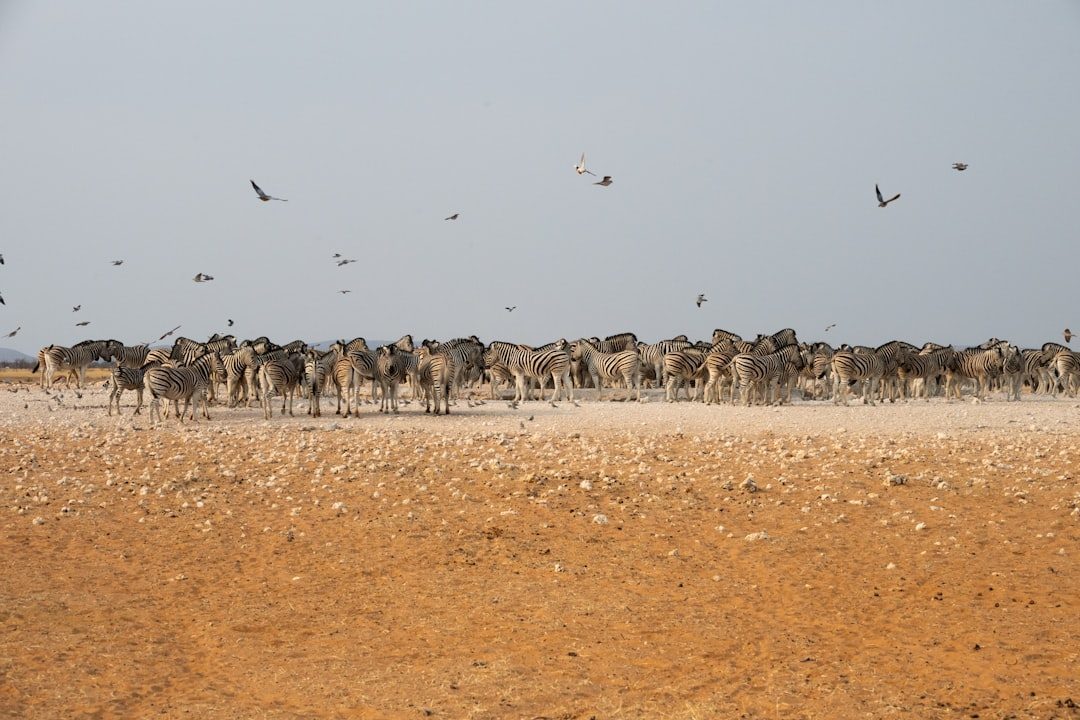 The Climate-Driven Mass Migration Collapse (Image Credits: Unsplash)