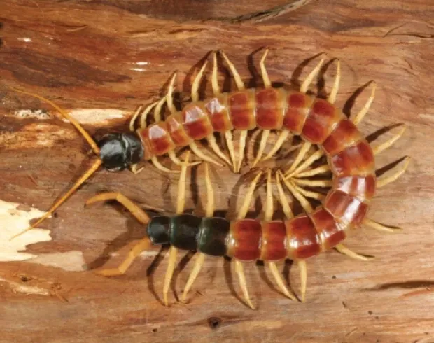 #10. Giant Desert Centipede (Kronmüller C, Lewis JGE (2015) On the function of the ultimate legs of some Scolopendridae (Chilopoda, Scolopendromorpha). In: Tuf IH, Tajovský K (Eds) Proceedings of the 16th International Congress of Myriapodology, Olomouc, Czech Republic. ZooKeys 510: 269-278. doi:10.3897/zookeys.510.8674, CC BY 4.0)
