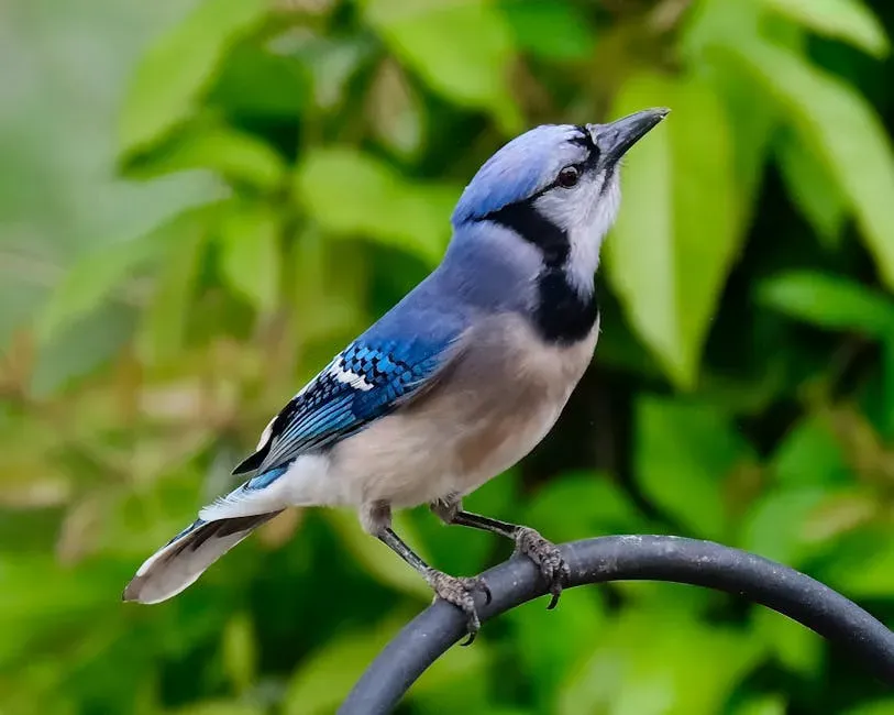 #5: That "Screaming" Hawk Might Actually Be a Blue Jay (Image Credits: Pexels)