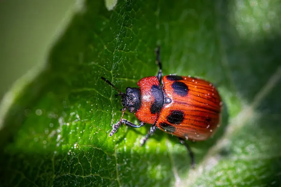 American Burying Beetle: Nature's Decomposers in Danger (Image Credits: Pexels)