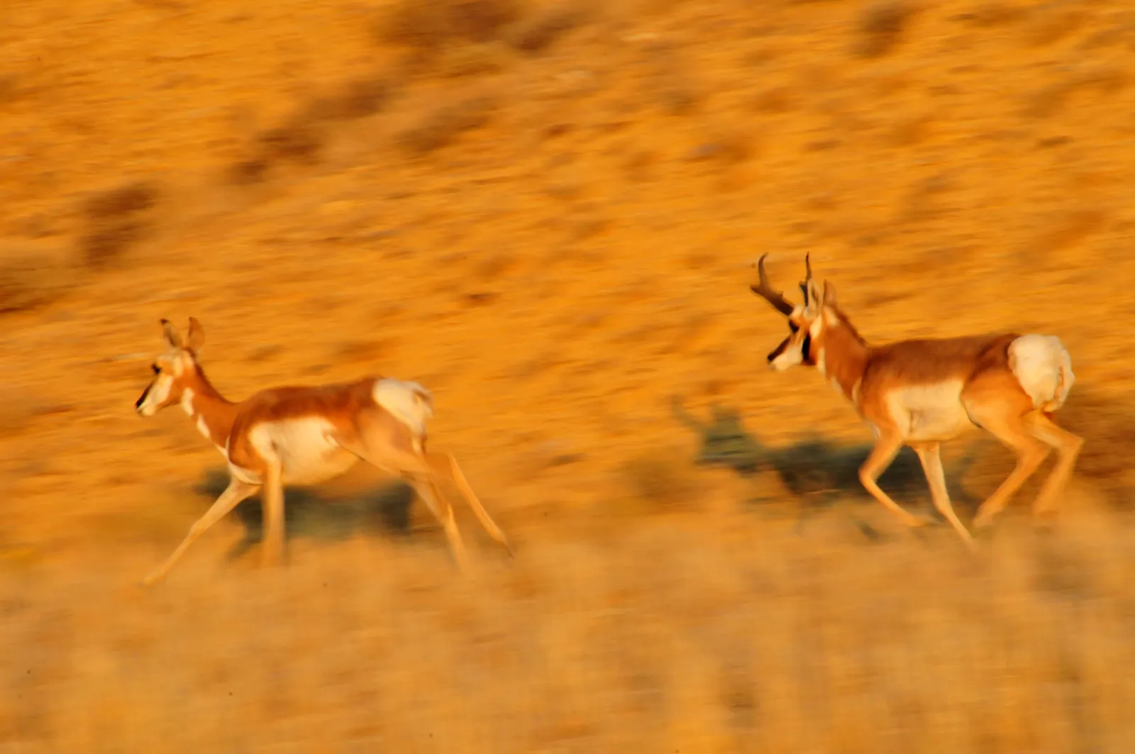 Conclusion: The Last Sprinters of a Vanished World (Pronghorn doe and buck running Seedskadee NWR, Public domain)