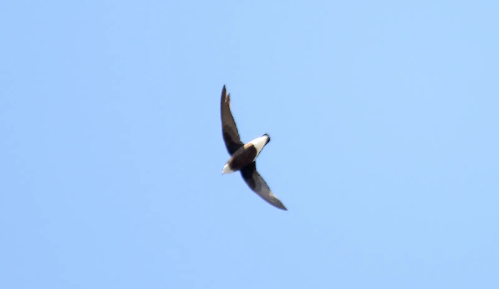 The Swift That Almost Took the Crown (White-throated Swift (Aeronautes saxatalis), CC BY-SA 2.0)