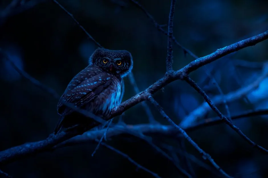 1. Subtle Movements in Complete Darkness (Image Credits: Pexels)
