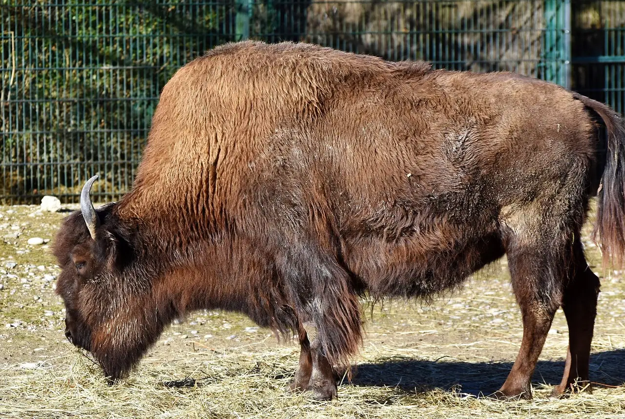 #1 - The American Bison's Survival Against All Odds (Image Credits: Pixabay)