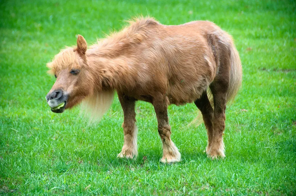 #8 - The Miniature Horse: Cute Has Consequences (Herkie, Flickr, CC BY-SA 2.0)