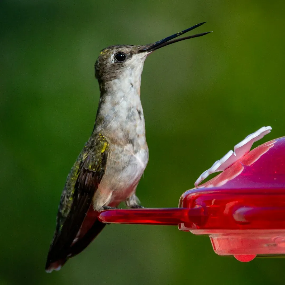 Using Soap or Harsh Chemicals to Clean the Feeder (Image Credits: Unsplash)