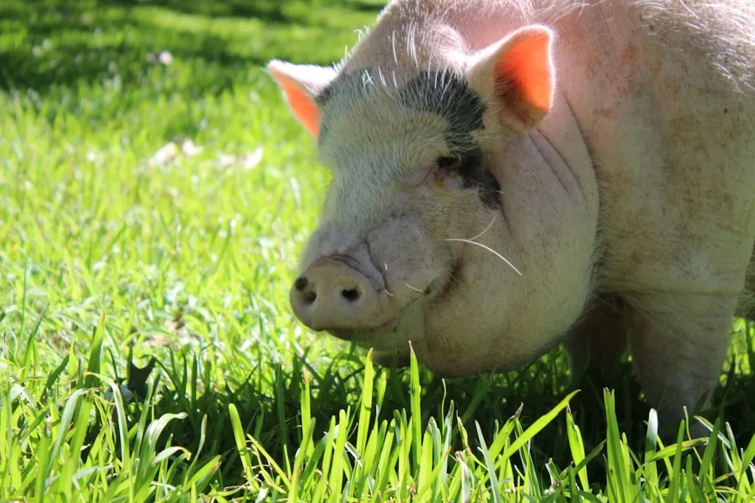 6. Potbellied Pigs: Surprisingly Affectionate and Smart (Image Credits: Unsplash)