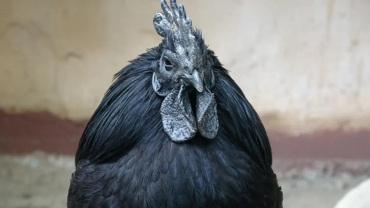 6. The Ayam Cemani: The All-Black "Lamborghini" of Poultry (Image Credits: Pixabay)