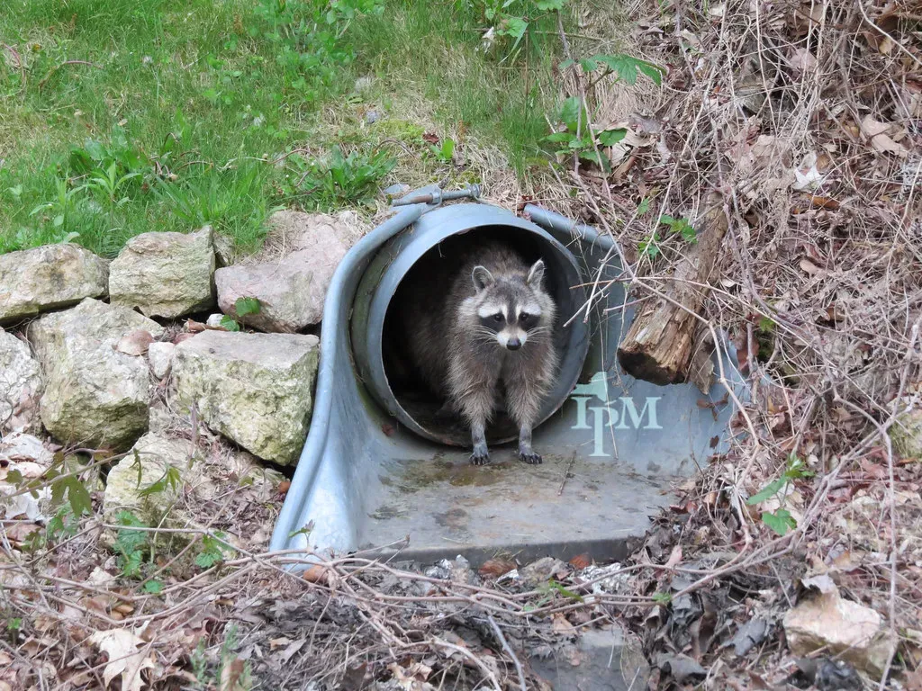 Suitable Shelter Options (The Cornell IPM Image Gallery, Flickr, CC BY 2.0)