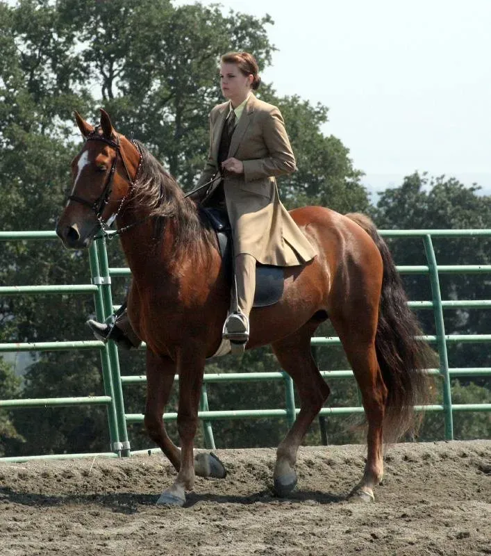 #8 - Tennessee Walking Horse (Just chaos, Flickr, CC BY 2.0)