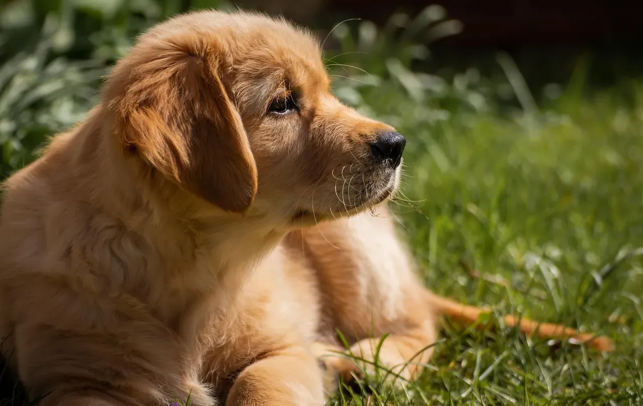 Golden Retriever (Image Credits: Pixabay)