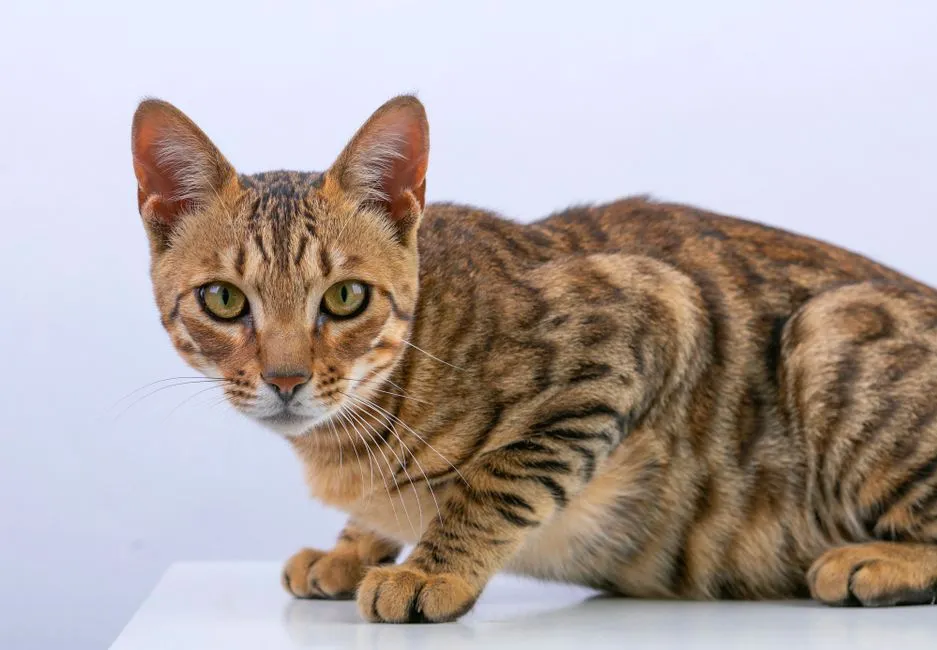 #34 - Ocicat: Wild Look, Domestic... With a Growing List of Demands (More Particular With Age) (Image Credits: Pexels)