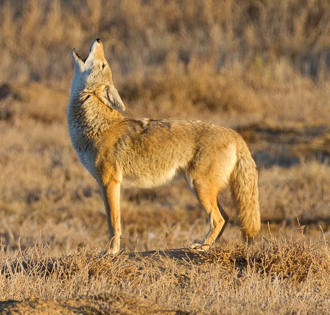 Humor as a Pathway to Wisdom (Howl, Public domain)