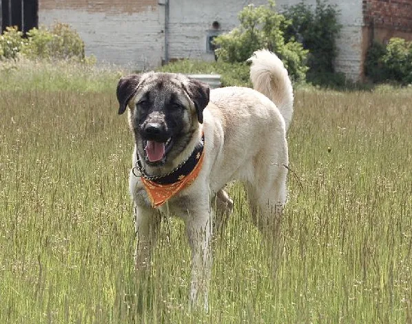 #14 - Anatolian Shepherd: The Farm Guardian Who Lives for Their Flock (No machine-readable source provided. Own work assumed (based on copyright claims)., CC BY-SA 3.0)