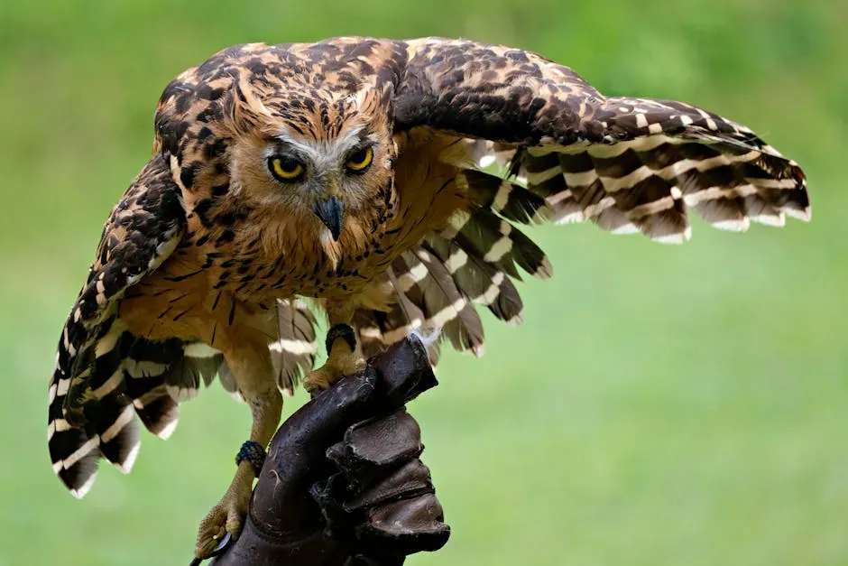 Sagittarius (November 22 &ndash; December 21): The Owl (Image Credits: Pexels)