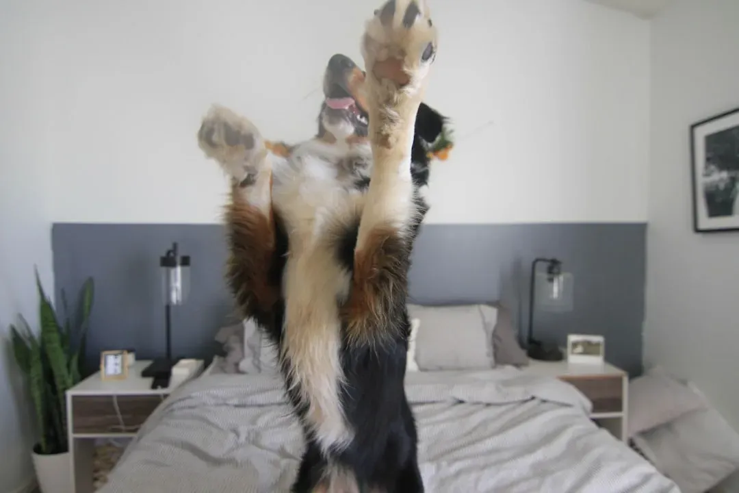 Over-the-Top Jump Greetings (Image Credits: Unsplash)
