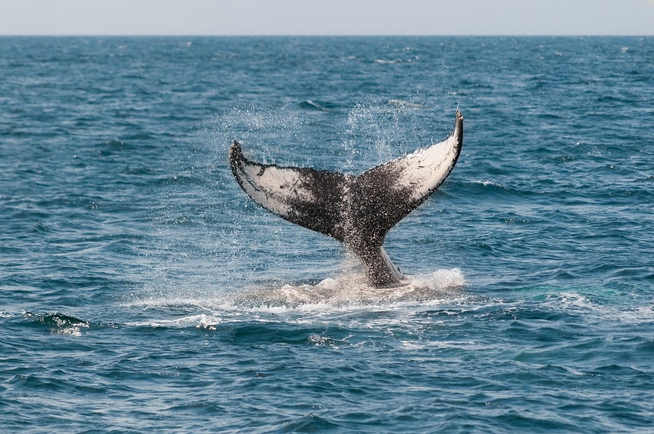 Monterey Bay, California – A Global Marine Wildlife Classic (Image Credits: Pixabay)