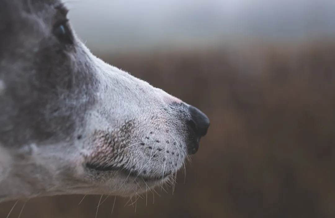 #1 - The First Grey Hairs Around the Muzzle (Image Credits: Unsplash)