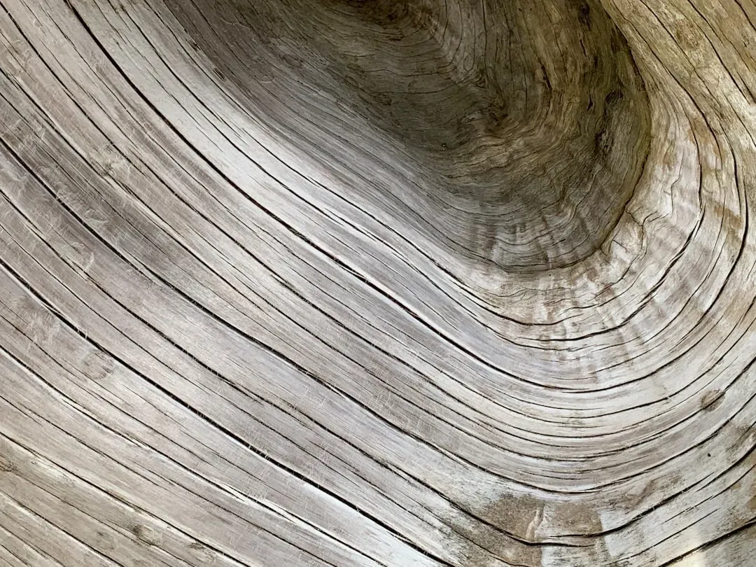 8. Tree Rings Are Living Climate Diaries That Rewrite History (Image Credits: Unsplash)