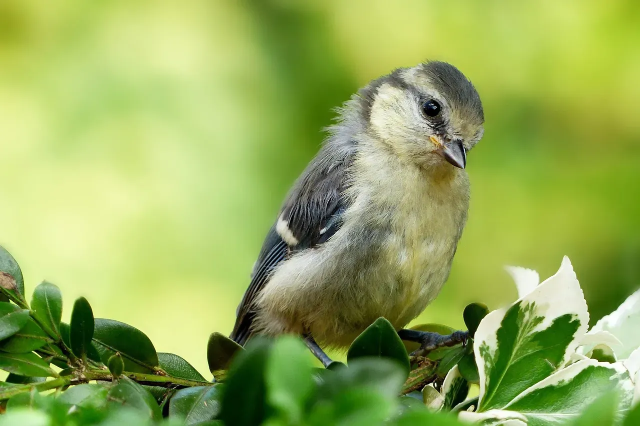 The Critical Learning Window Every Young Bird Experiences (Image Credits: Pixabay)