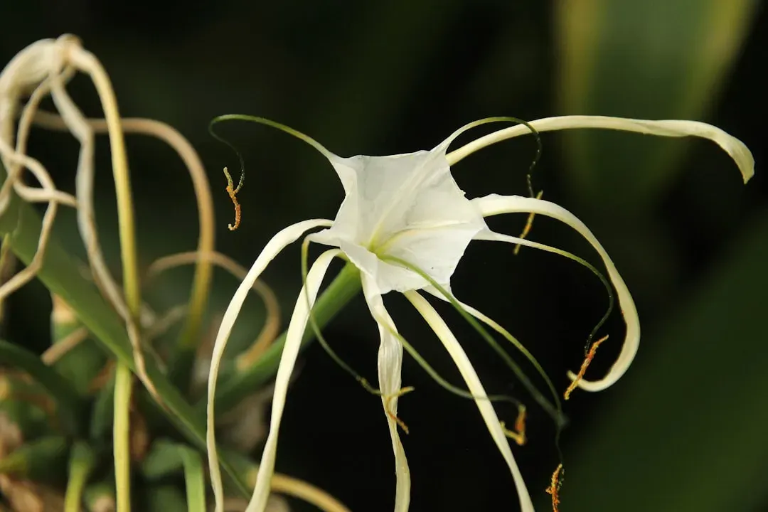 #11. Cleome (Spider Flower) (Image Credits: Unsplash)