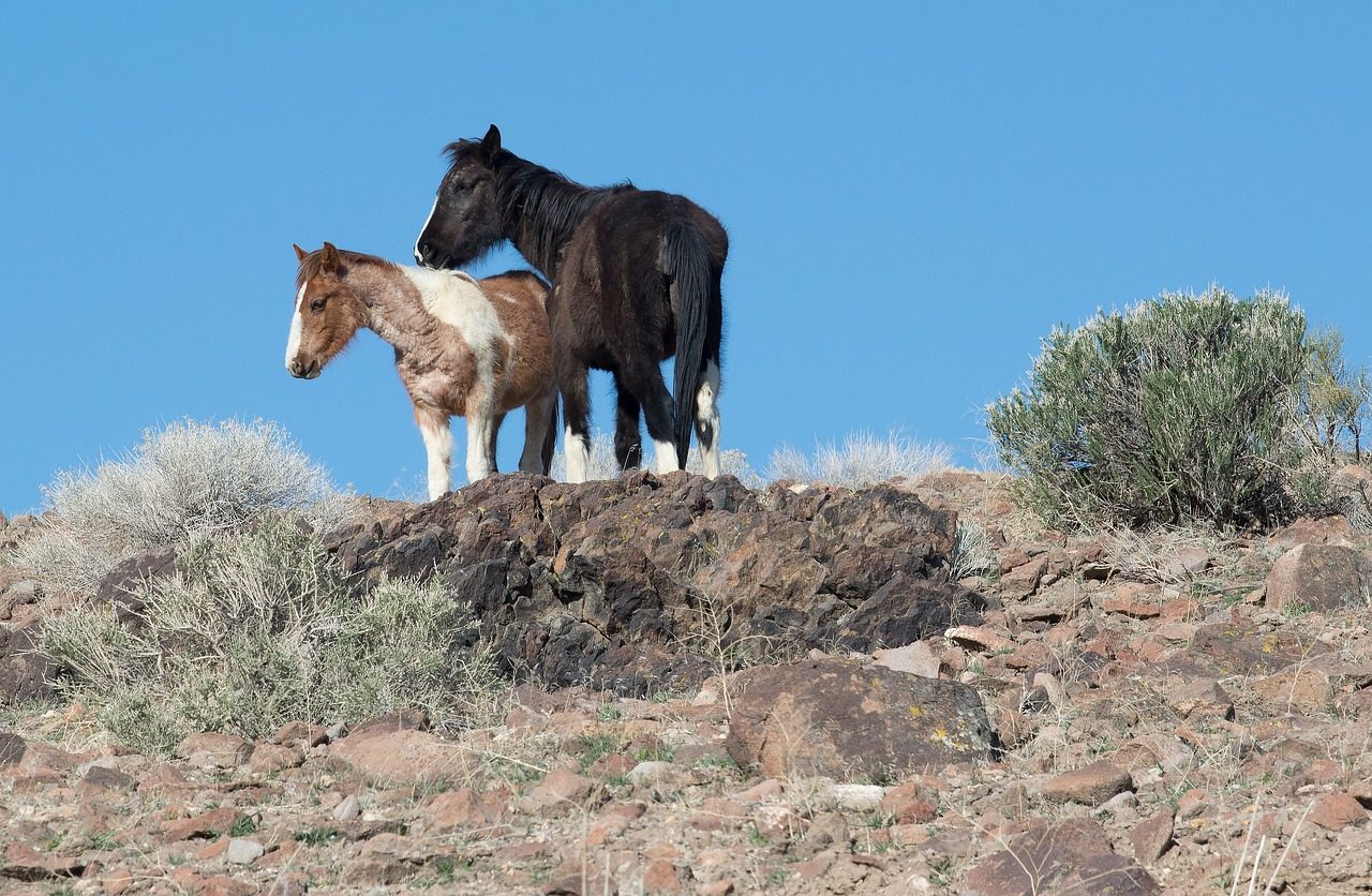 Nevada: The Undisputed Wild Horse Capital (Image Credits: Pixabay)