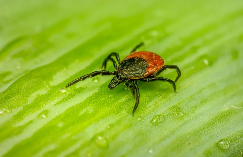 #13 - Fleas, Ticks, and Parasites Don't Magically Disappear in Fall (Image Credits: Pexels)