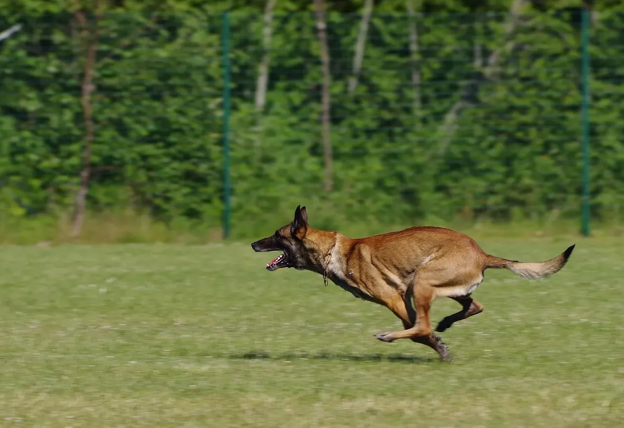 Belgian Malinois: The Intensity Champion (Image Credits: Pixabay)
