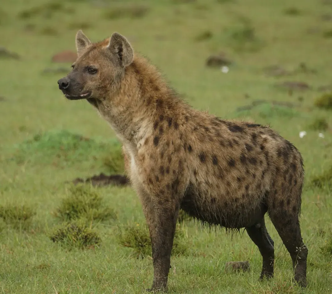 The Spotted Hyena: Misunderstood Powerhouse (Image Credits: Unsplash)