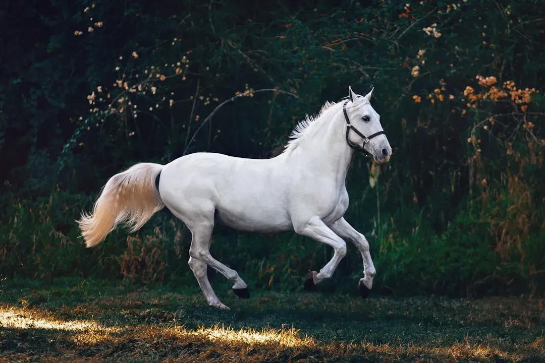 #2 - Horses (Image Credits: Unsplash)