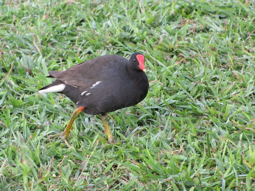 10. ʻAlae ʻUla - The Hawaiian Common Moorhen (Starr Environmental, Flickr, CC BY 2.0)